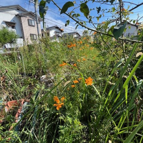 中谷邸庭草刈３前