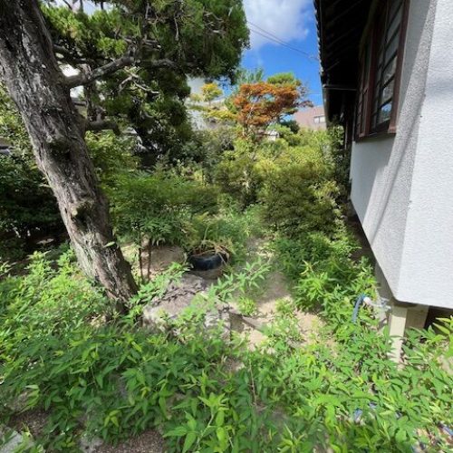 伐採S邸2025.07前４