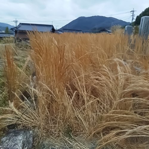 安芸区中野_墓所_施工前02